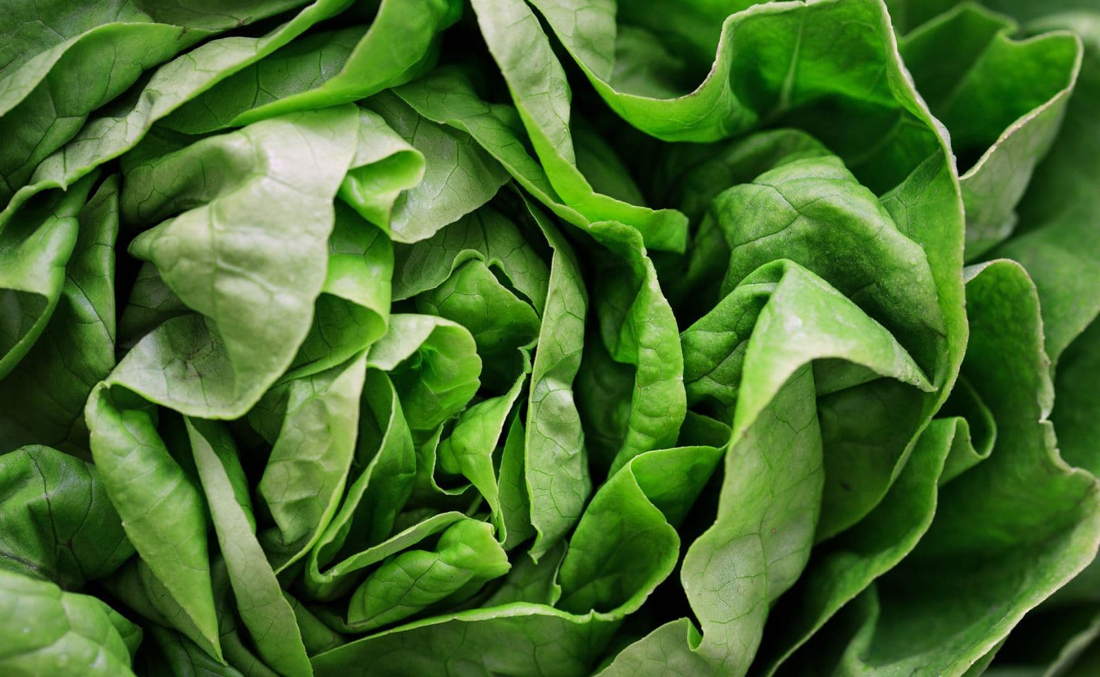Close-up of crisp fresh lettuce leaves